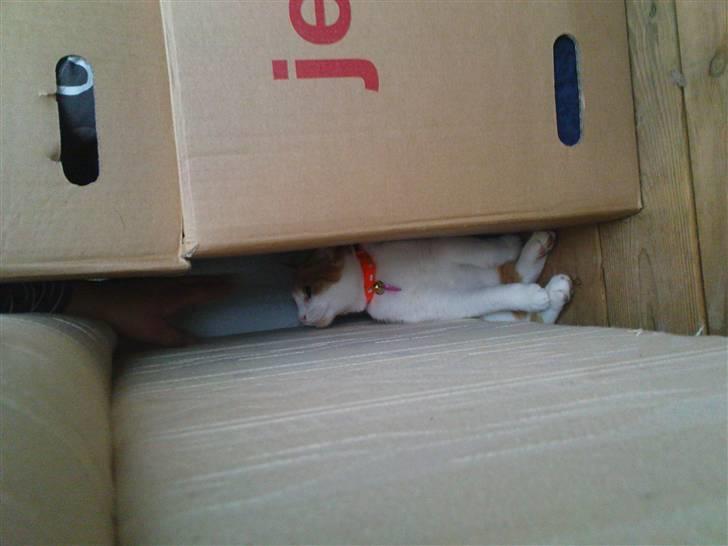 Huskat Mille - Hmmm Hvordan kommer jeg lige ud igen? billede 9