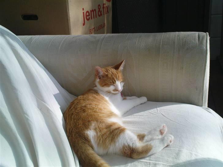 Huskat Mille - Min sofa ingen må ligge i den anden mig! billede 10