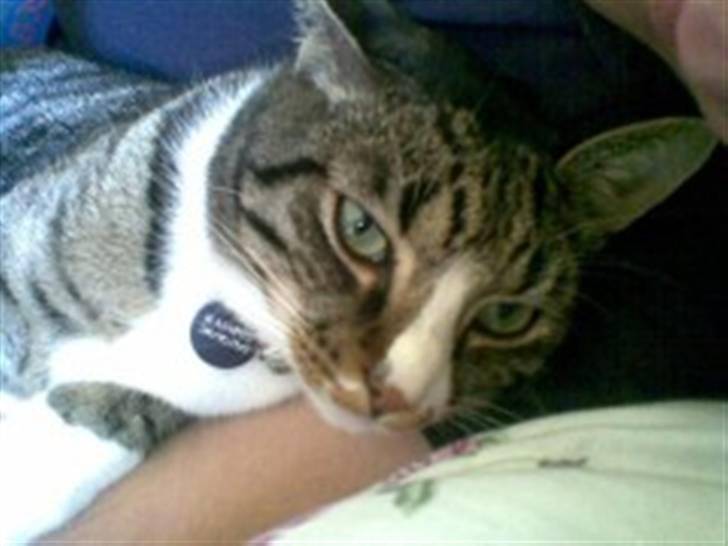 Huskat Rasmus billede 17