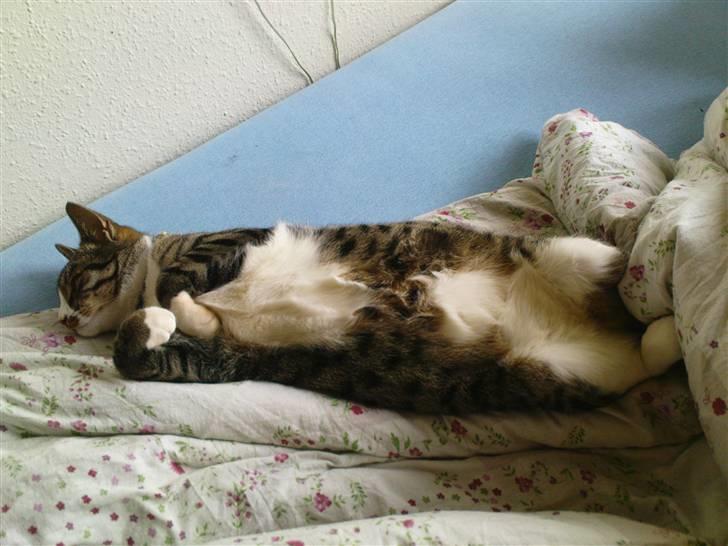 Huskat Rasmus billede 19