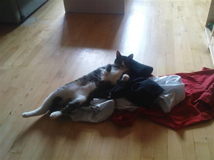 Huskat Rasmus billede 20