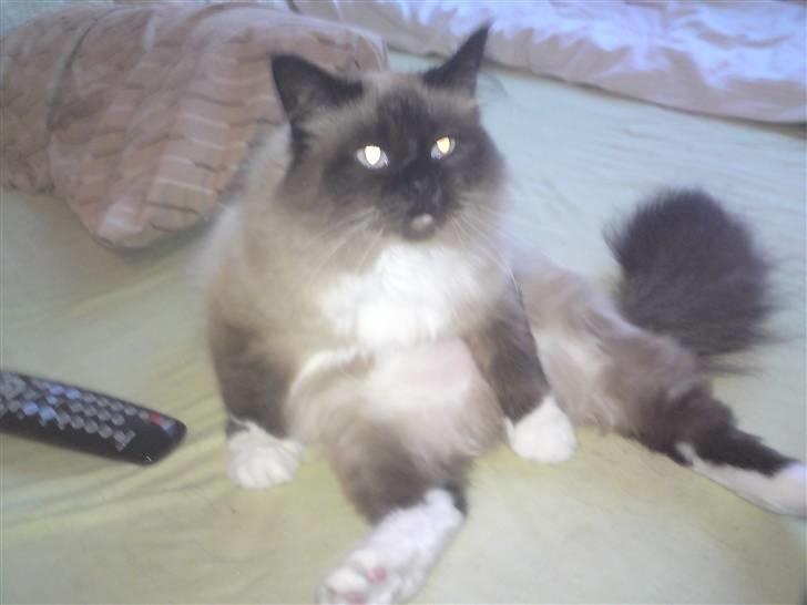 Ragdoll Tyler - Det nu meget rart at sidde sådan her  billede 13
