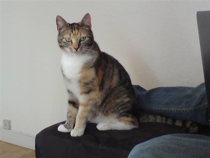 Huskat Sheva billede 1