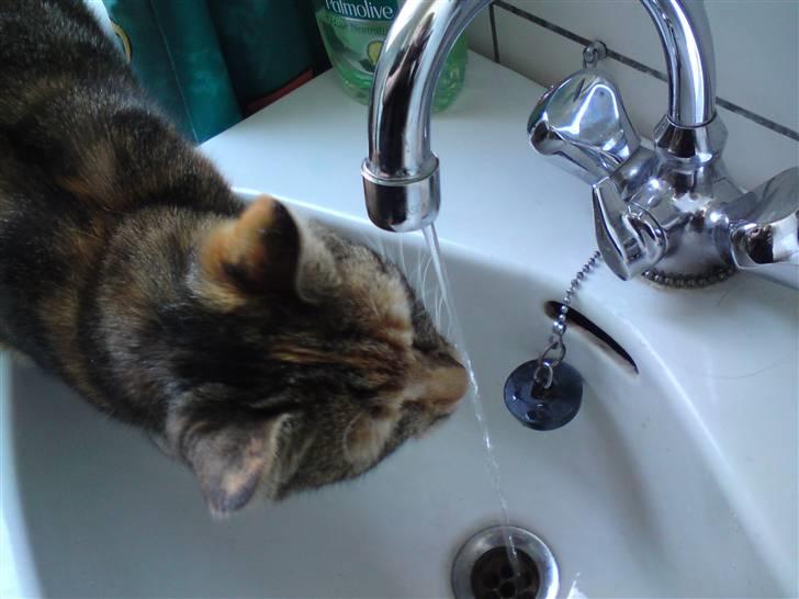 Huskat Sheva billede 2