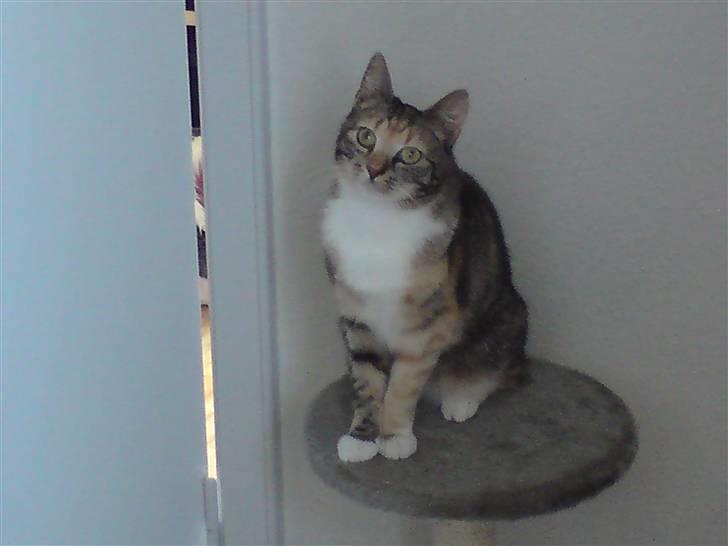 Huskat Sheva billede 3