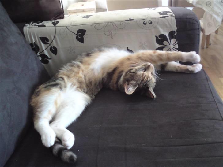 Huskat Sheva billede 4