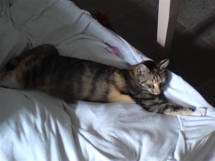 Huskat Sheva billede 5