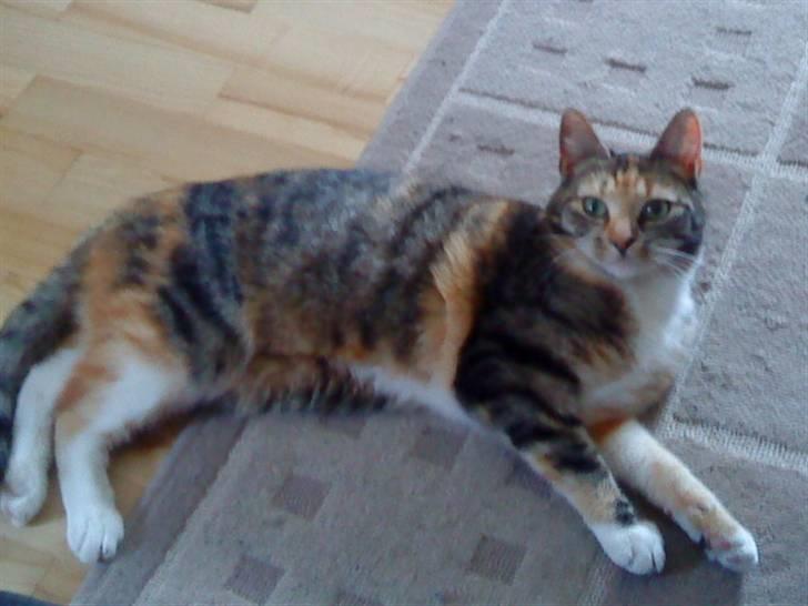 Huskat Sheva billede 6