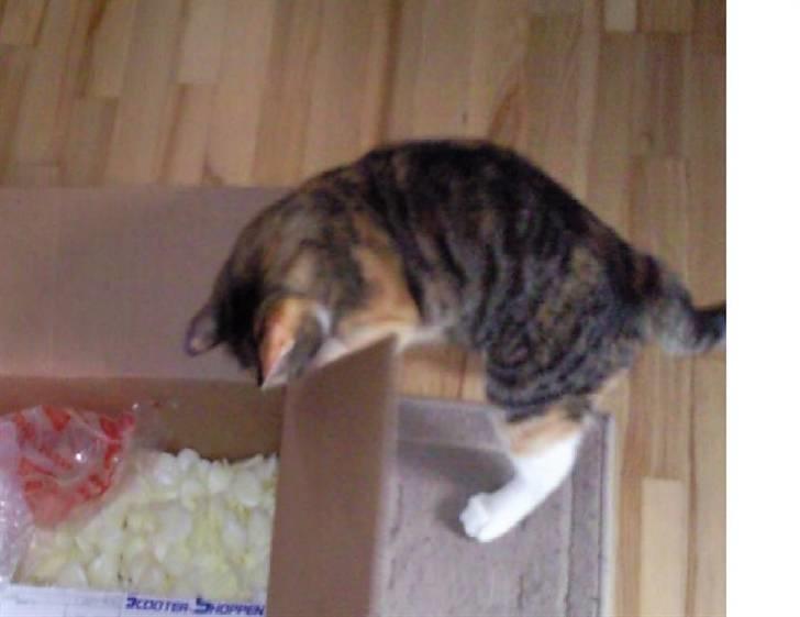 Huskat Sheva billede 7