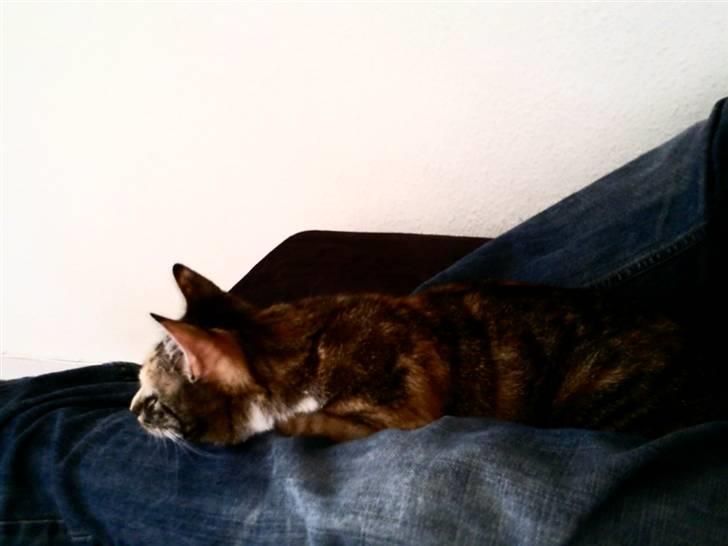 Huskat Sheva billede 8