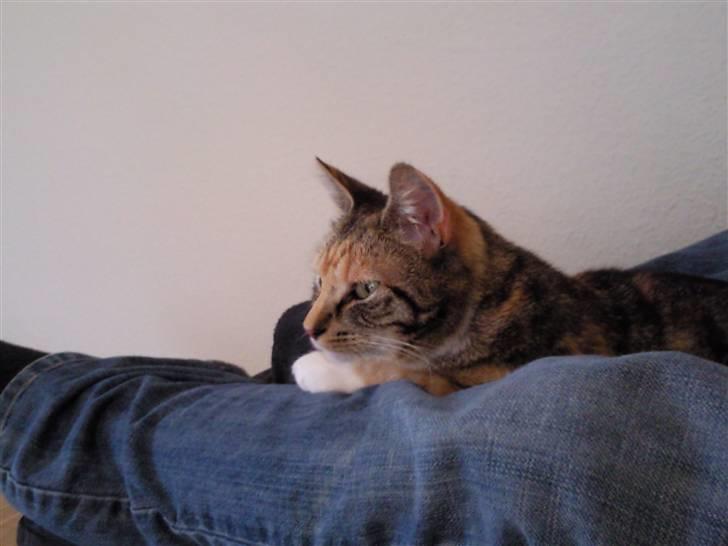 Huskat Sheva billede 9