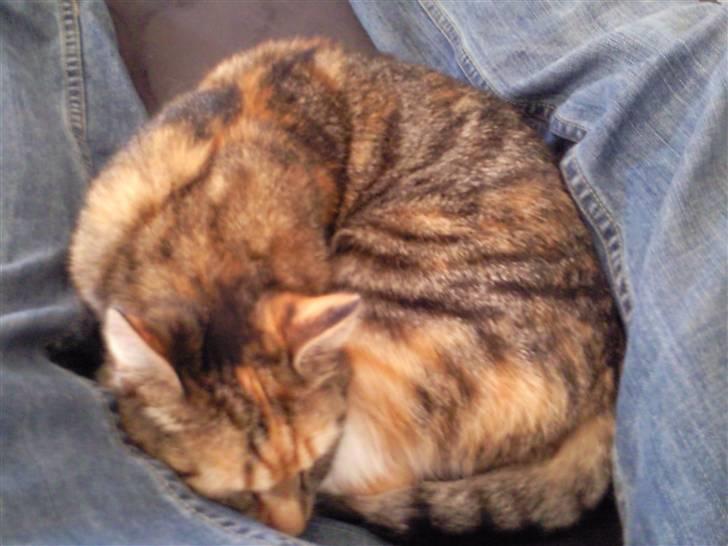 Huskat Sheva billede 10