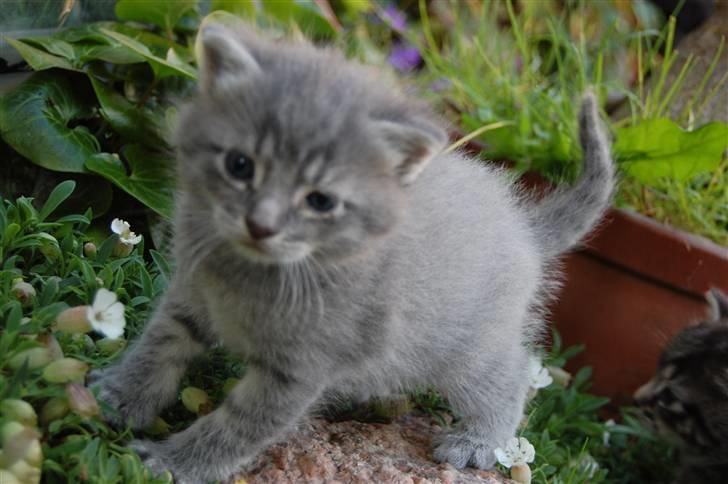 Blanding af racer Oskar billede 9