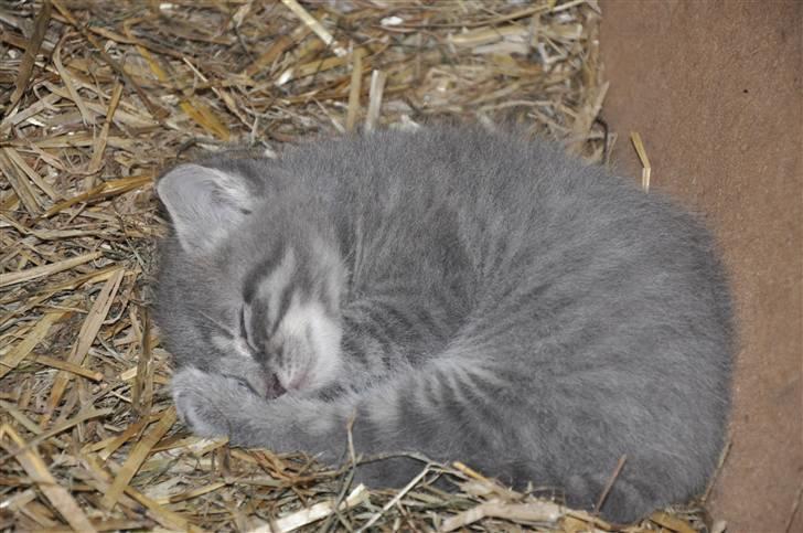 Blanding af racer Oskar billede 10