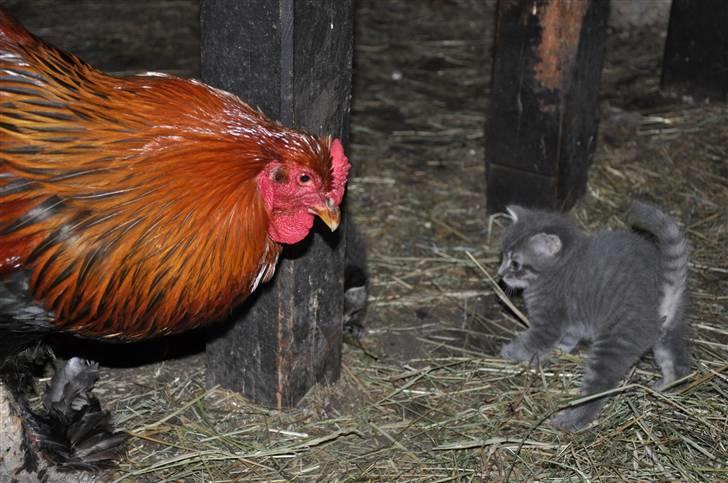 Blanding af racer Oskar billede 11