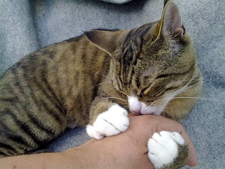 Huskat Sofus billede 7