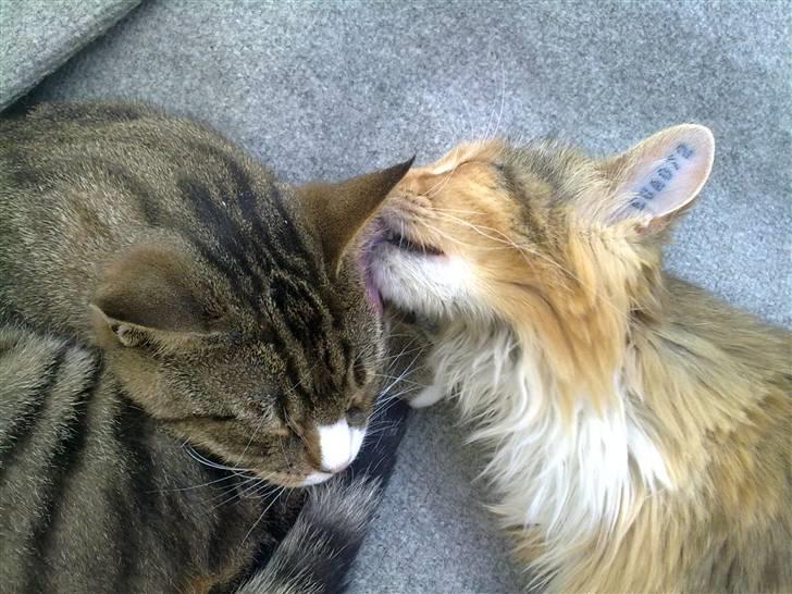 Huskat Sofus billede 8