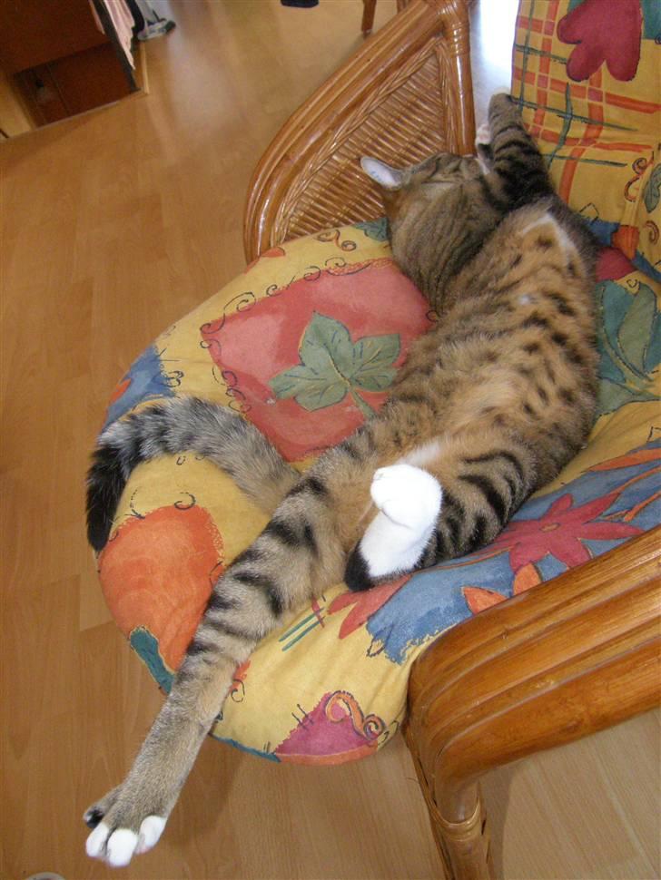 Huskat Sofus billede 9