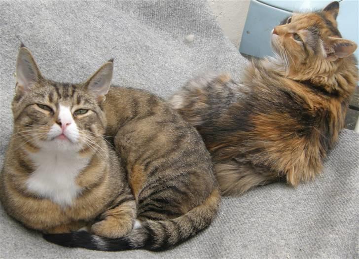 Huskat Sofus billede 10