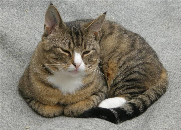 Huskat Sofus billede 11