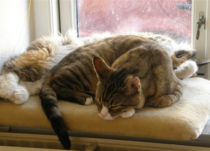 Huskat Sofus billede 12