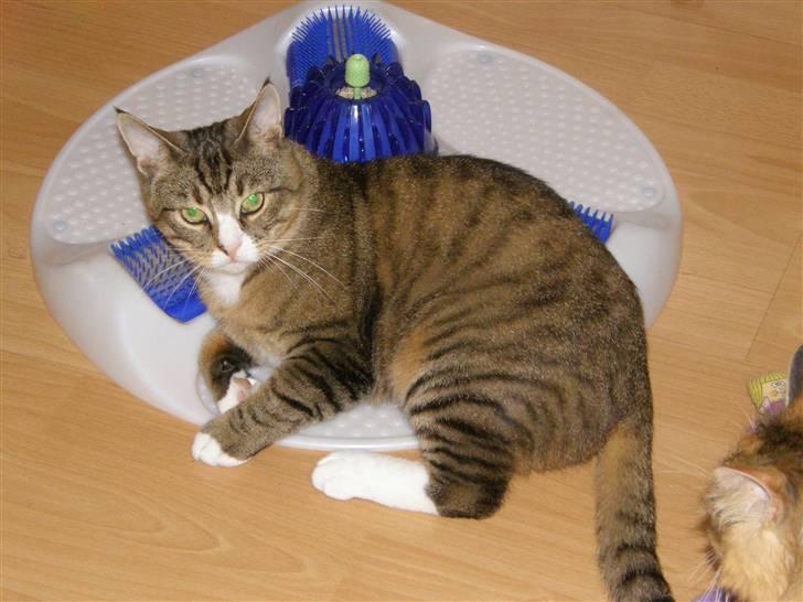 Huskat Sofus billede 13