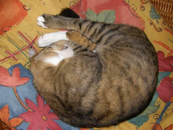 Huskat Sofus billede 14