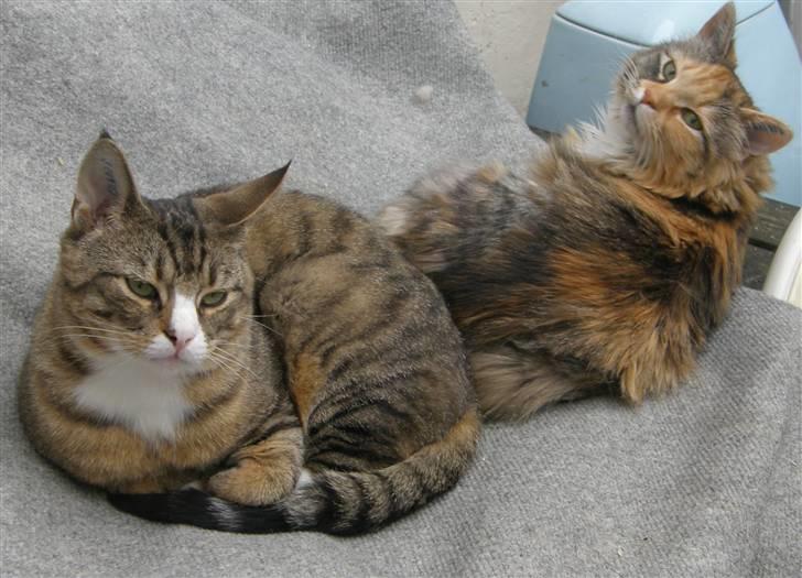 Blanding af racer Freja billede 6