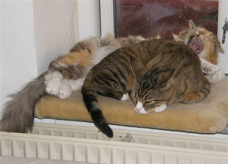 Blanding af racer Freja billede 7