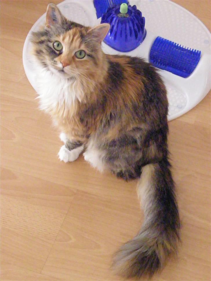 Blanding af racer Freja billede 8