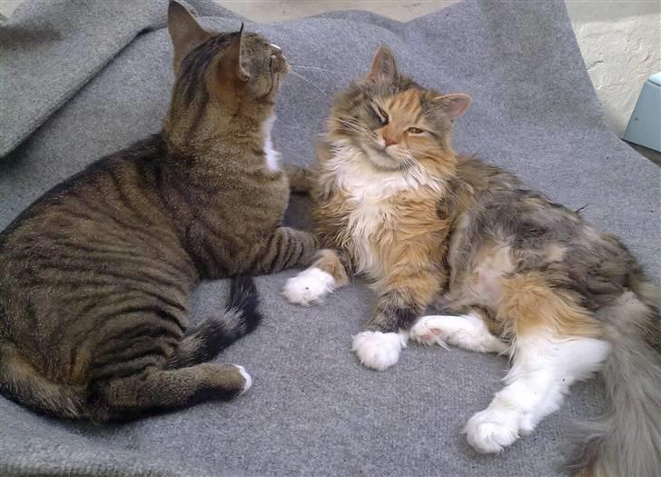 Blanding af racer Freja billede 10