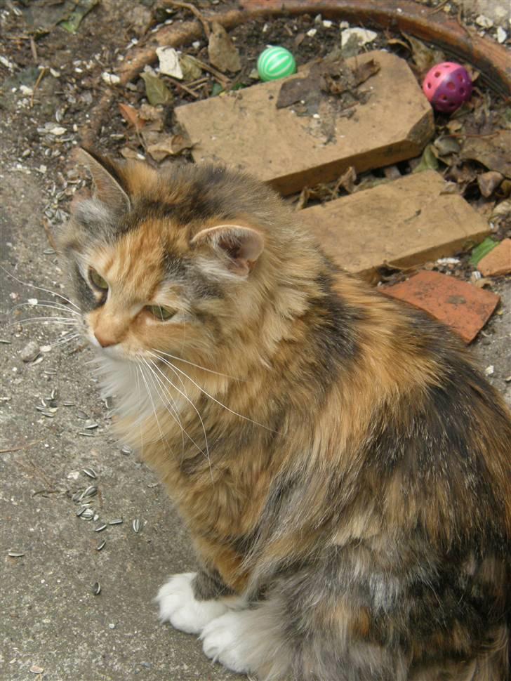 Blanding af racer Freja billede 11