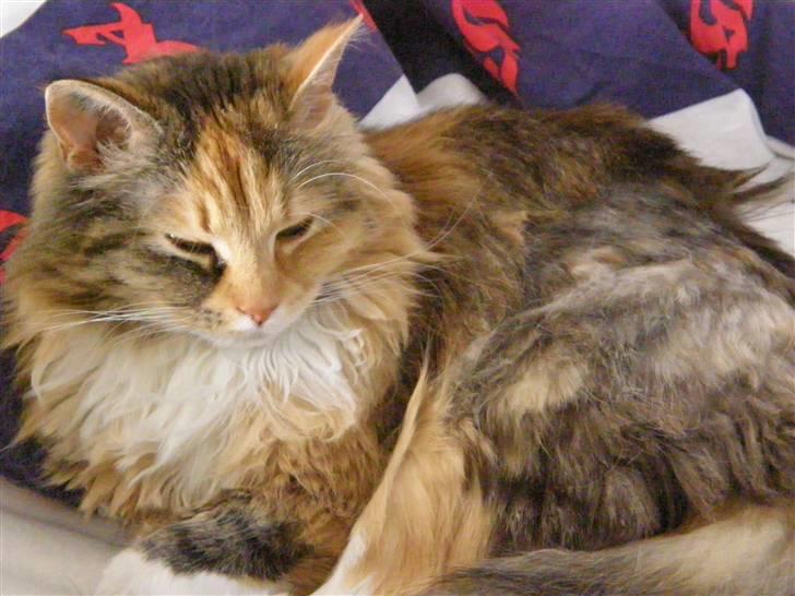 Blanding af racer Freja billede 12