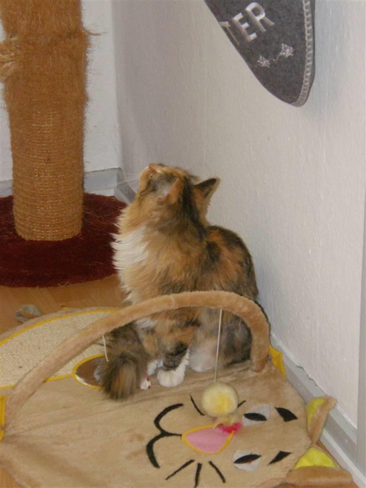 Blanding af racer Freja billede 13