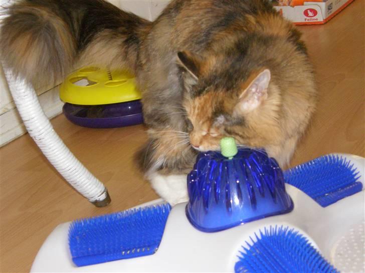 Blanding af racer Freja billede 14