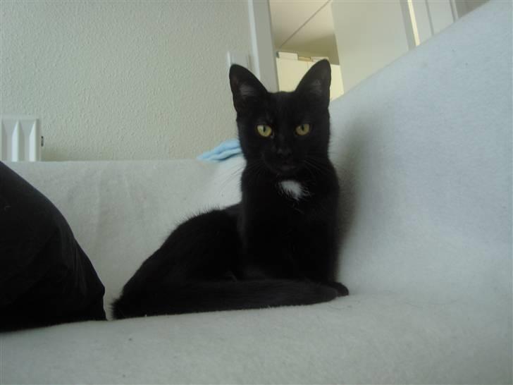 Blanding af racer Aicha billede 1