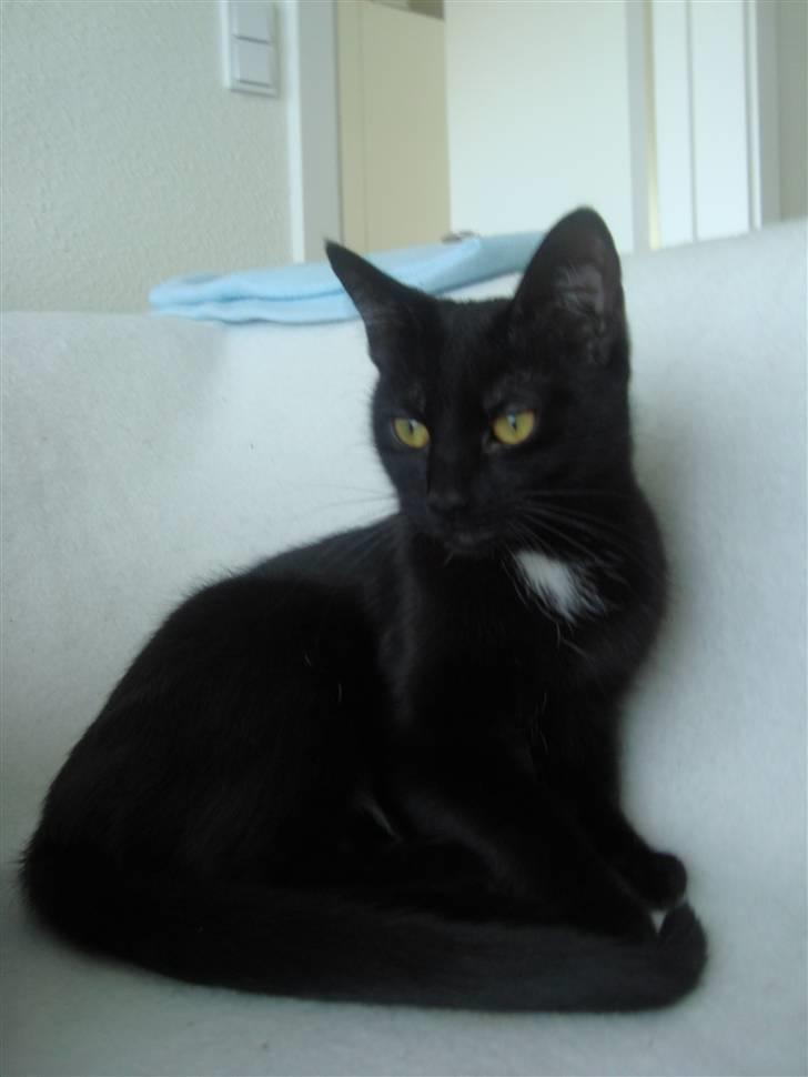 Blanding af racer Aicha billede 2