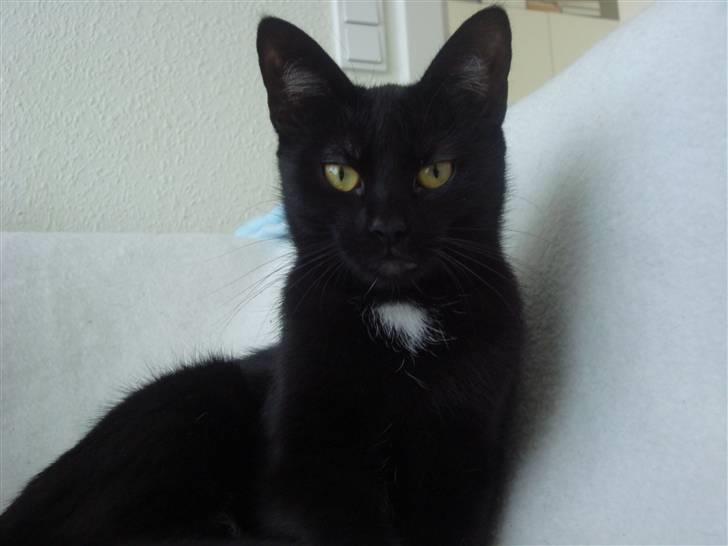 Blanding af racer Aicha billede 3