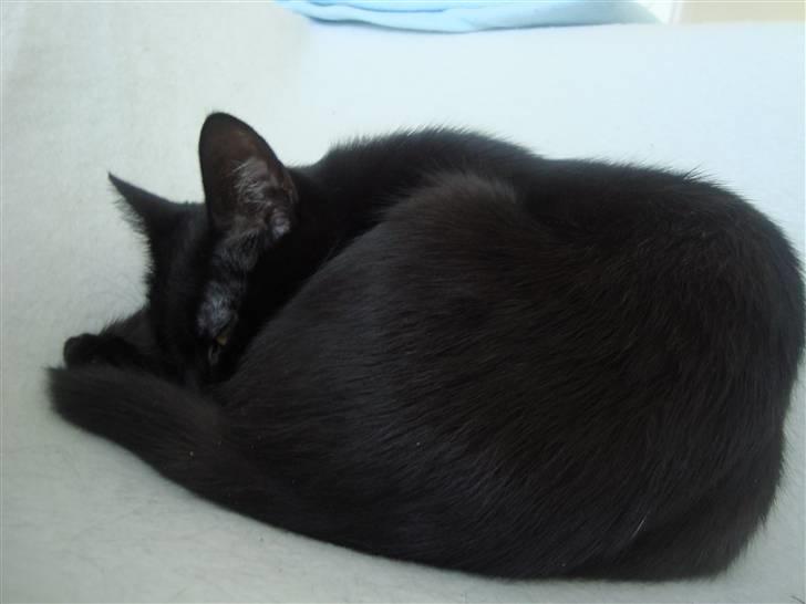 Blanding af racer Aicha billede 4