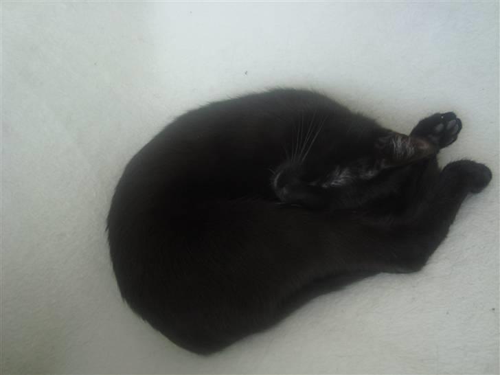 Blanding af racer Aicha billede 5