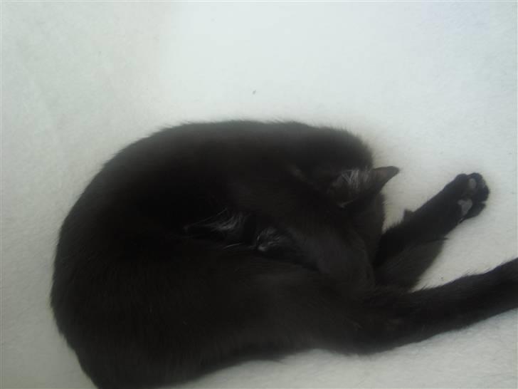 Blanding af racer Aicha billede 6