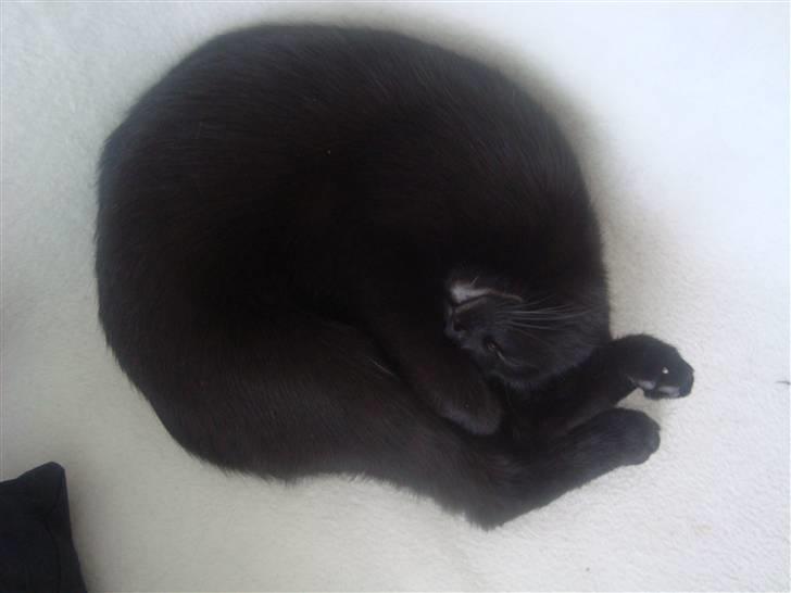 Blanding af racer Aicha billede 7