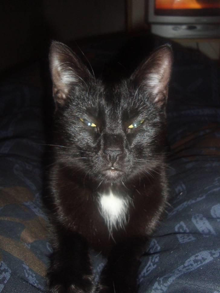 Blanding af racer Aicha billede 8