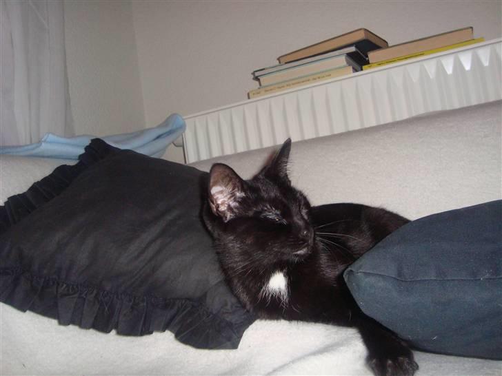 Blanding af racer Aicha billede 9