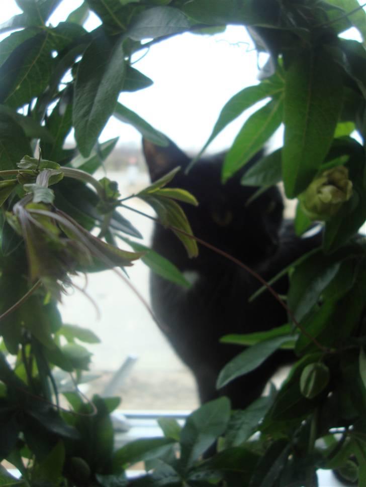 Blanding af racer Aicha billede 10