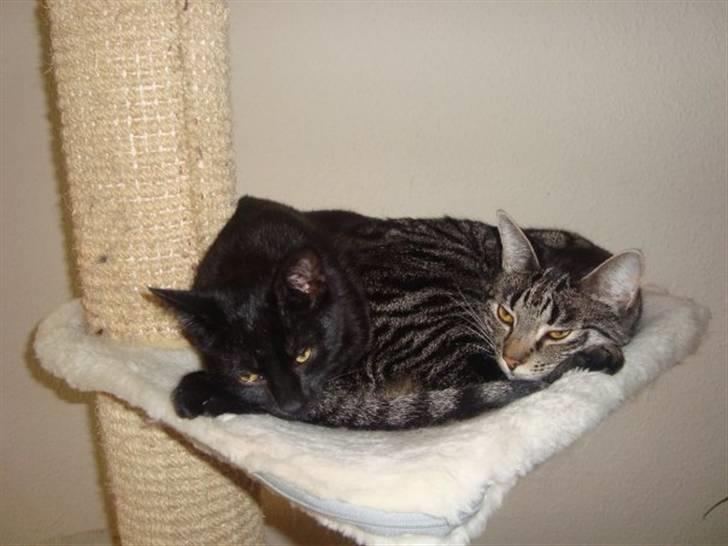 Blanding af racer Aicha billede 11