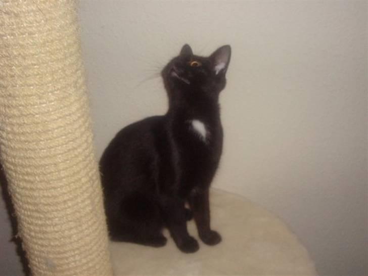 Blanding af racer Aicha billede 12