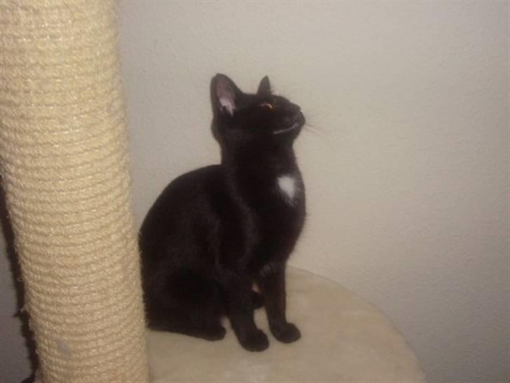 Blanding af racer Aicha billede 13