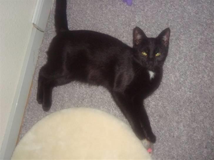 Blanding af racer Aicha billede 14