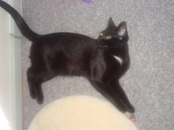 Blanding af racer Aicha billede 15